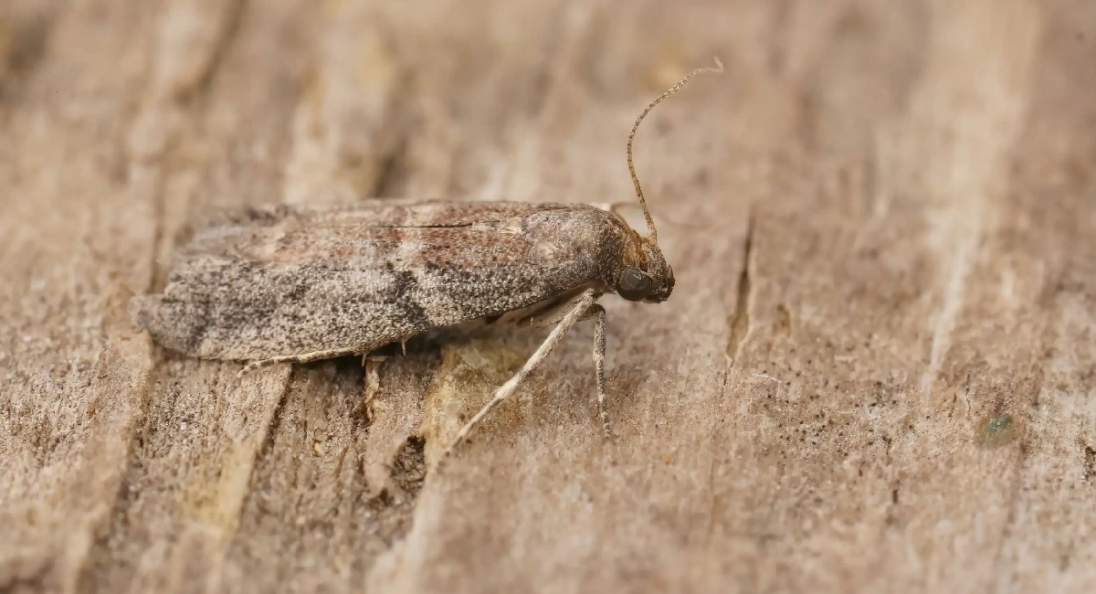 Tobacco moth (Ephestia Elutella)