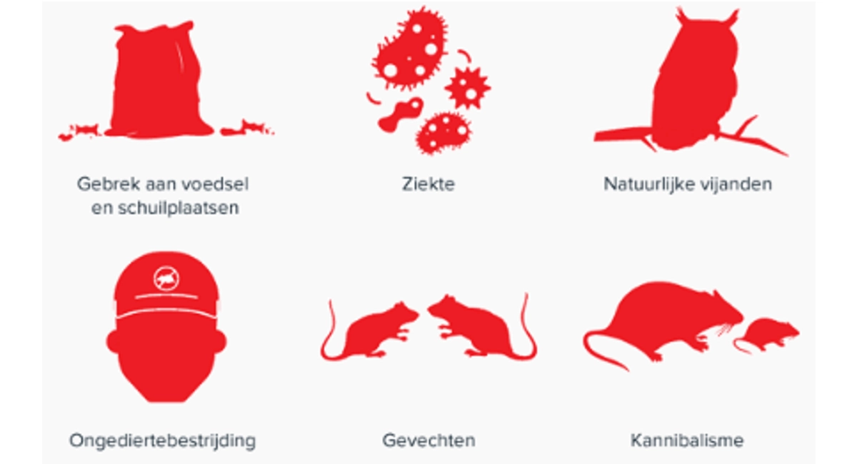 roofdieren van ratten