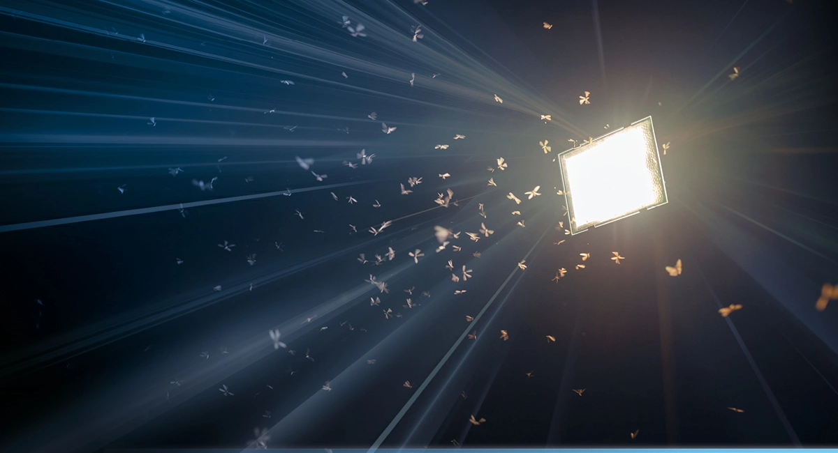 Insects flying around light