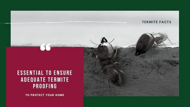 Essential to ensure adequate termite proofing to prevent home damage