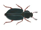 Copra beetle/Red Legged Ham Beetle