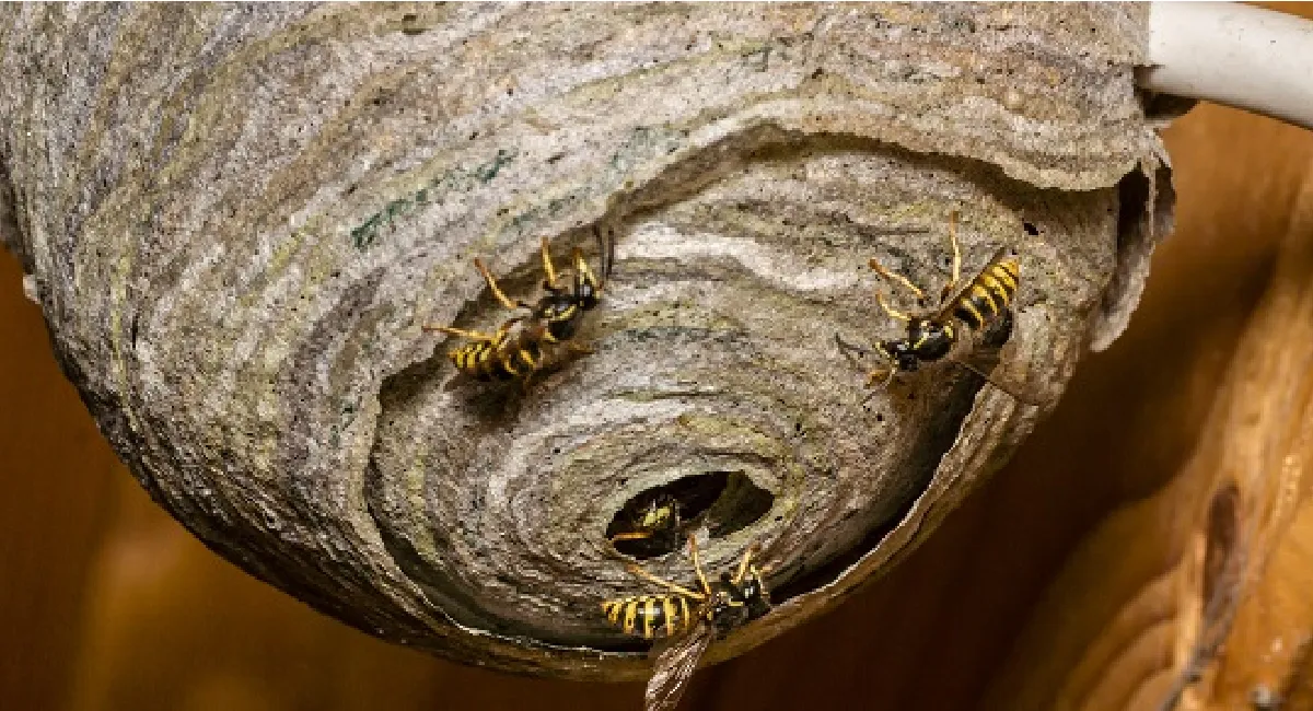 Wasp