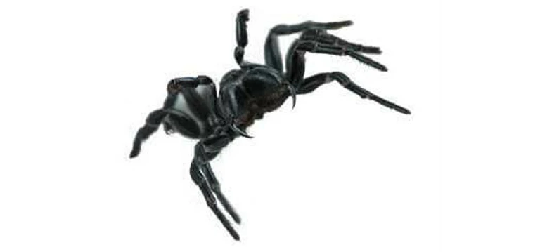 mouse spider