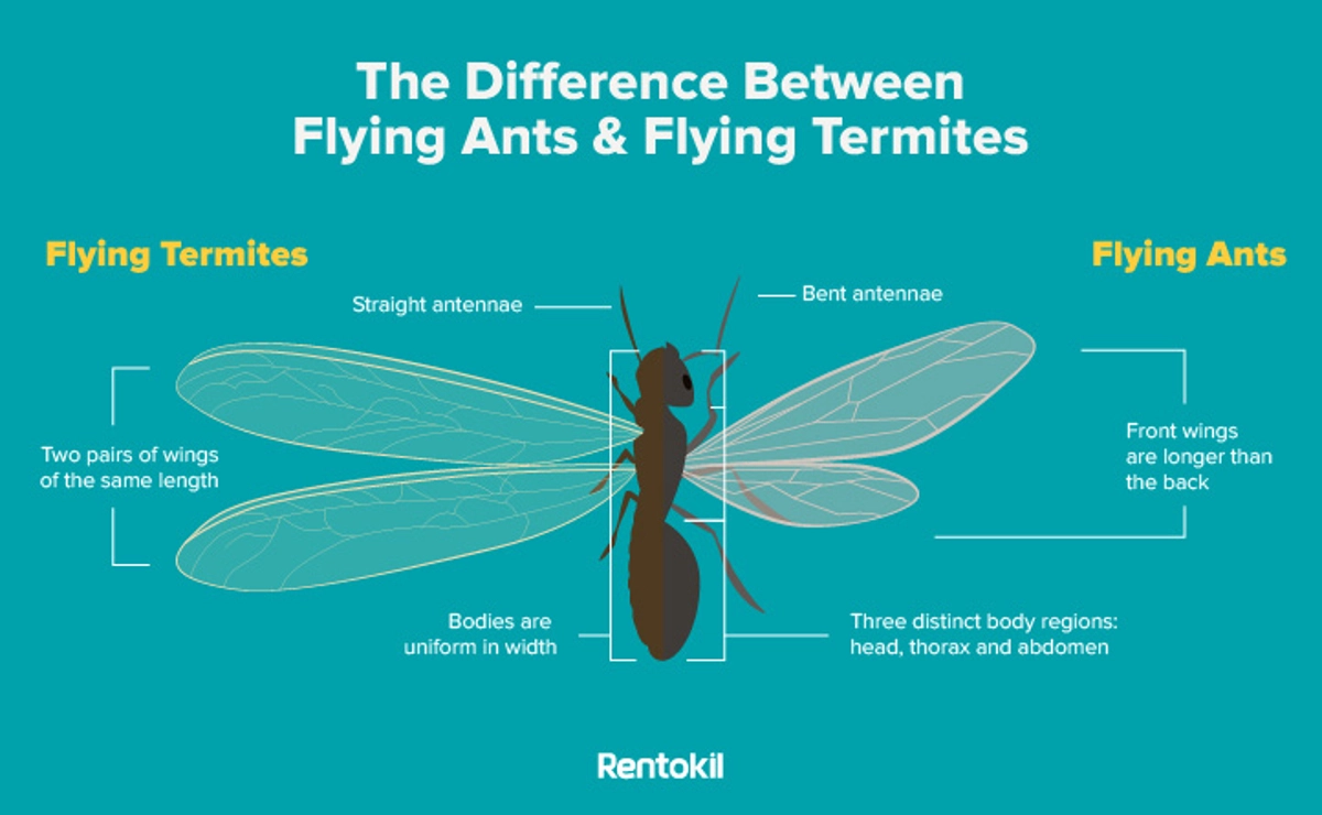 difference between flying ants and flying termites