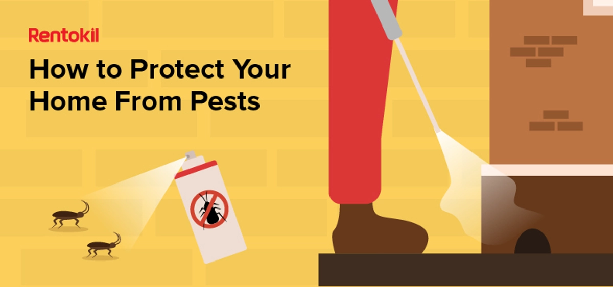 protecting your home from pests