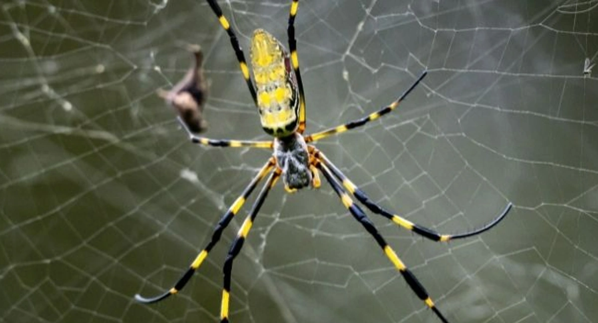 Yellow Black Spider
