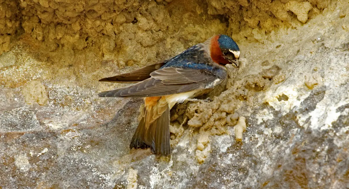 Swallows