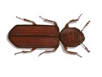 Grain Borer