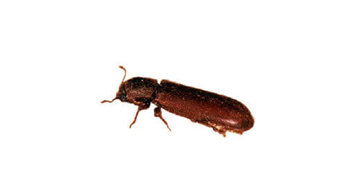 Poudre Coléoptère