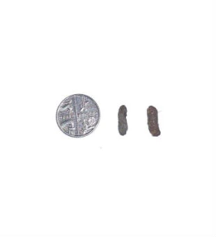 Black rat droppings