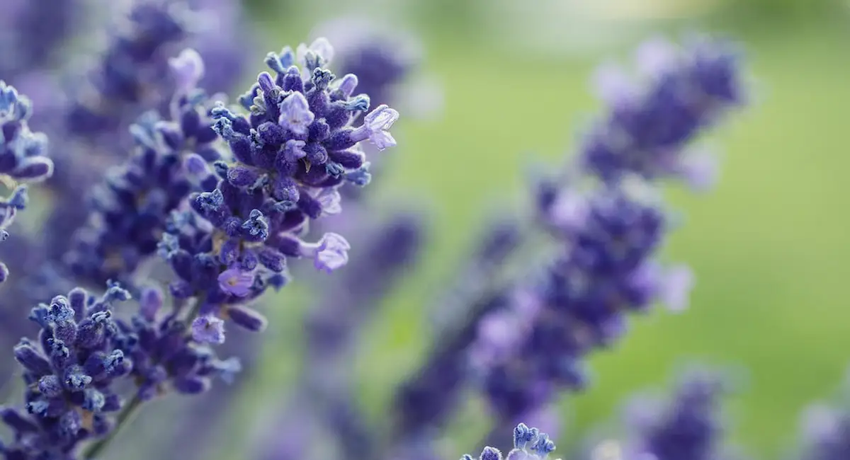 Debugged Blog Complete Guide For Ticks And Fleas Control Ticks Pest Myth Lavender Oil