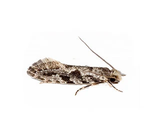 Brown house moth