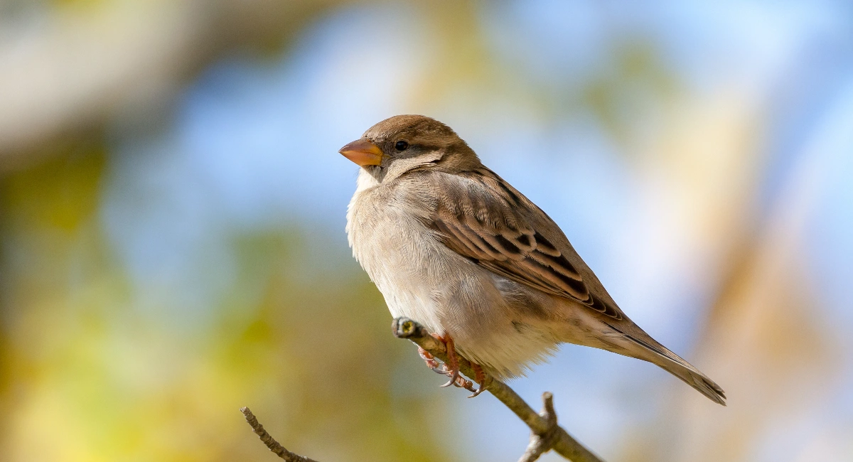 problem with sparrows