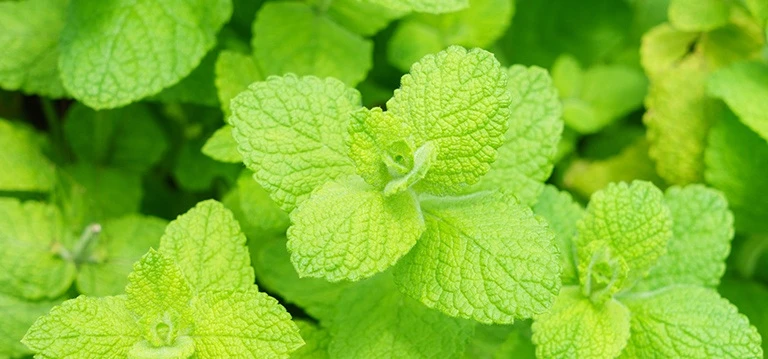 catnip plant