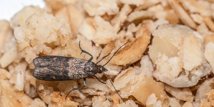 Indian Meal Moth