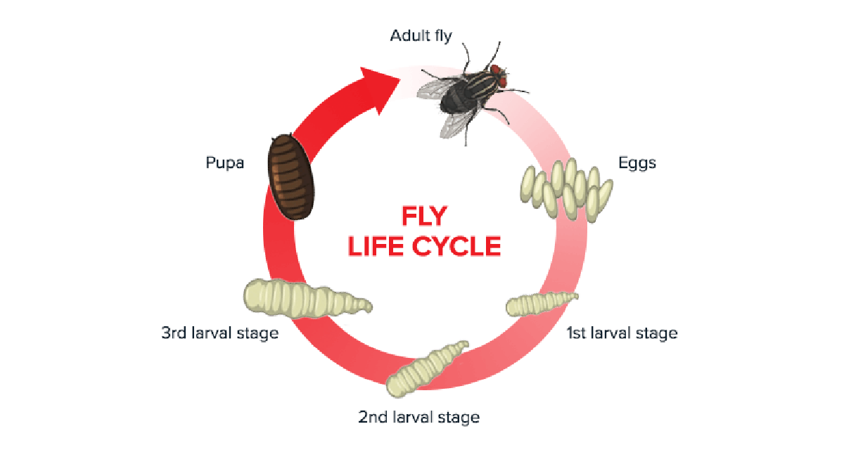 flies