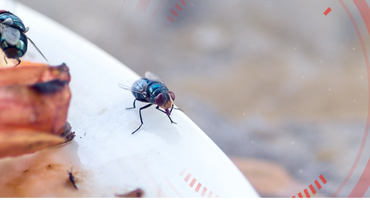 Flies on plate