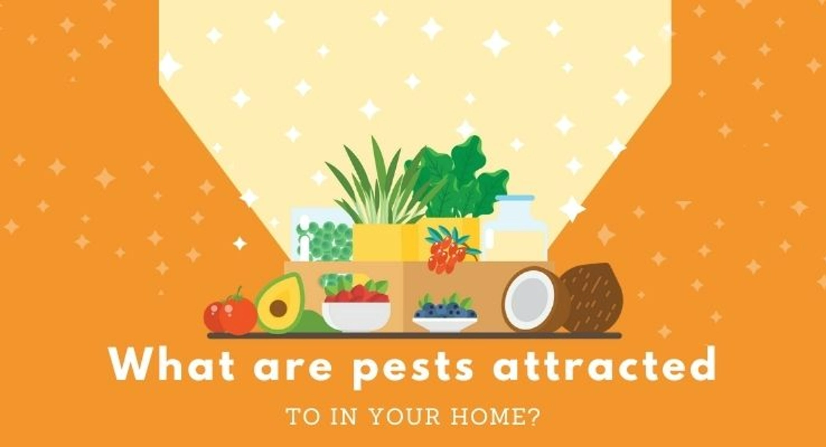 Debugged Blog Spring Cleaning Tips What Attract Pests