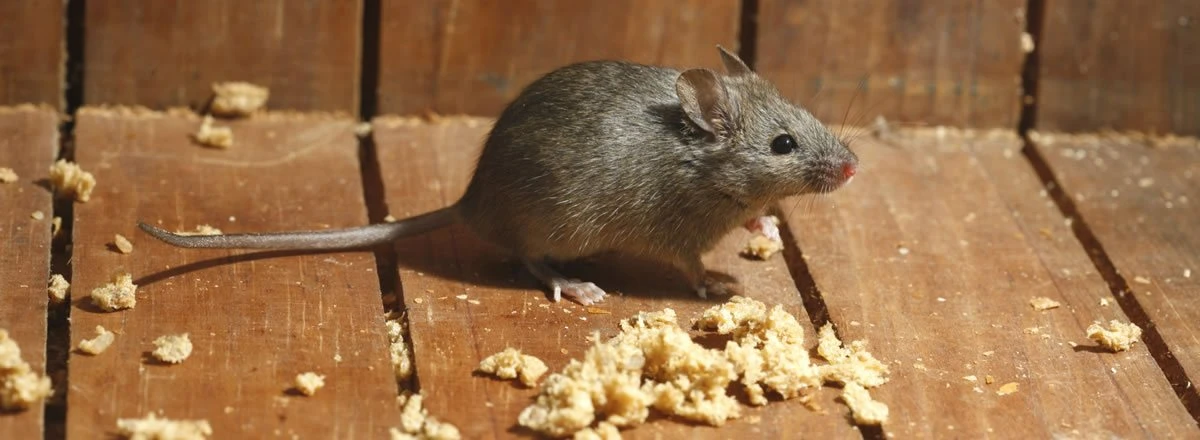 Rentokil | Feiten over muizen - ze passen door een kier van slechts 5mm