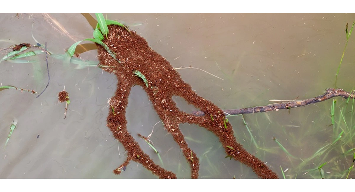 fire ants floating in the water