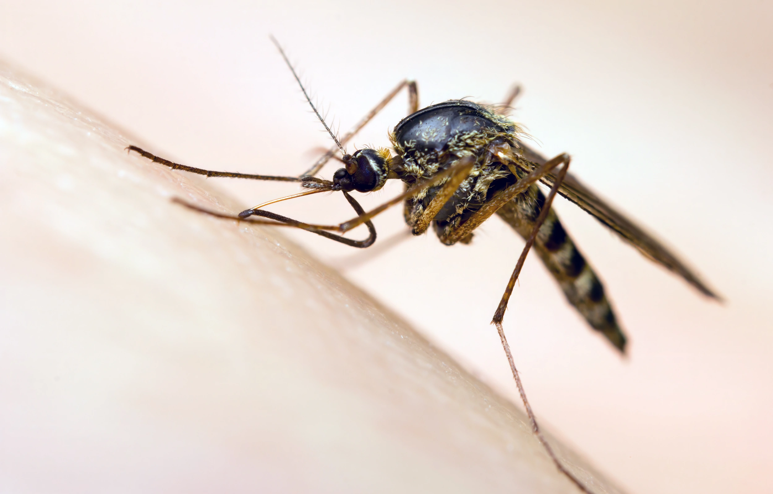 mosquito sucking blood