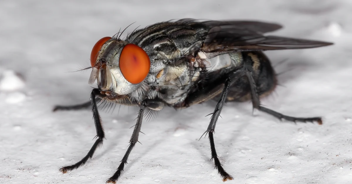 Les Sarcophagidae