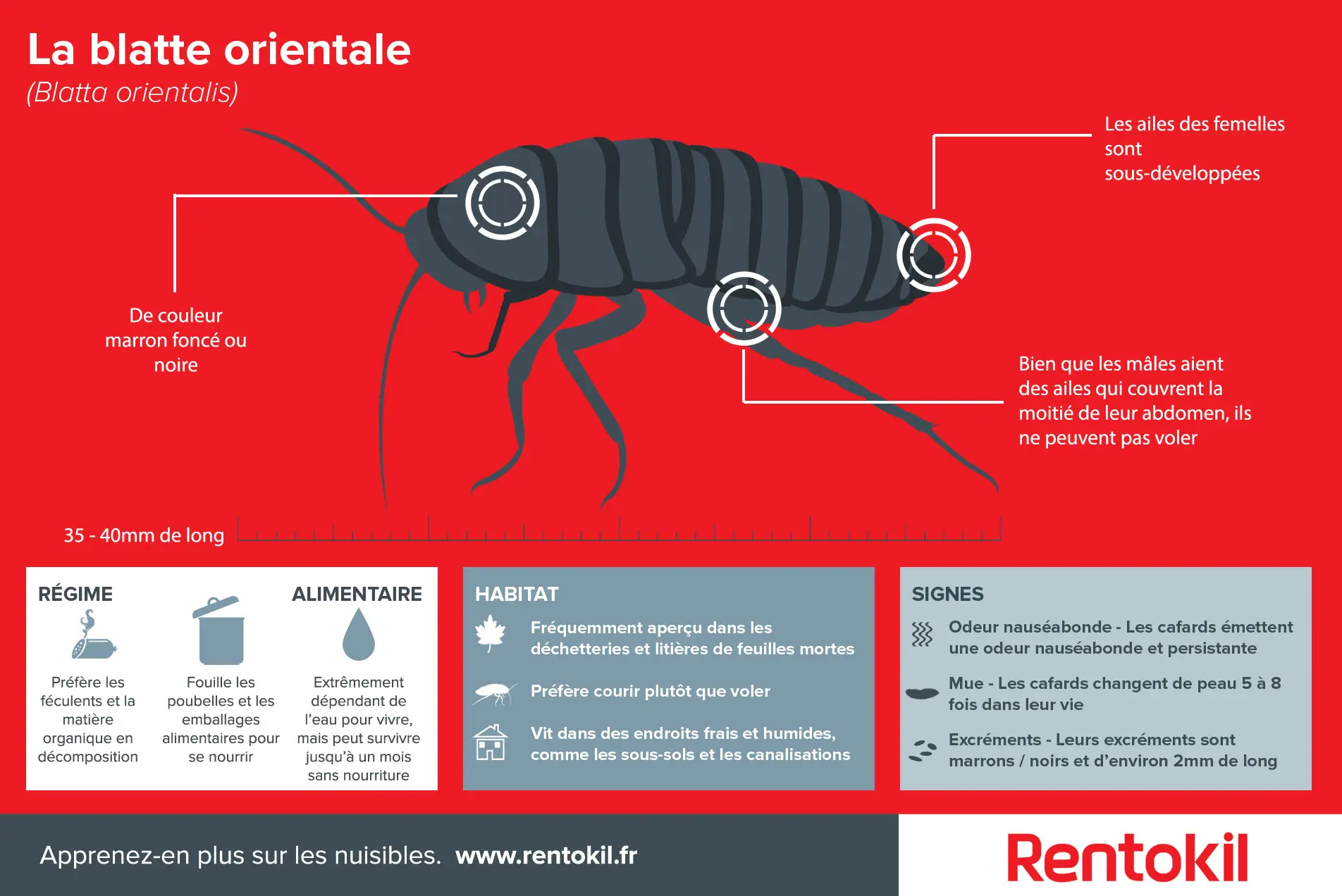 La blatte orientale