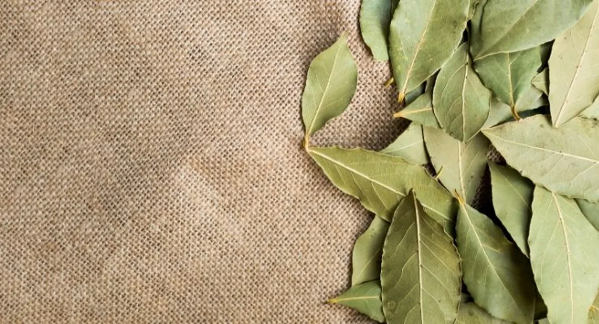 Home Remedies for Cockroach Bay Leaves Pest Myth