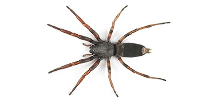white tail spider