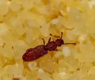 Saw-toothed grain beetle