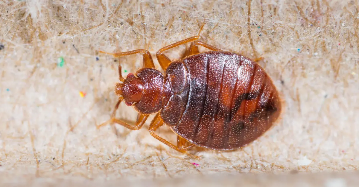 Bed bug bites on human