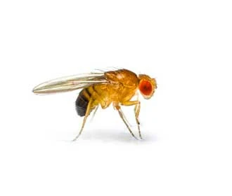 Flesh fly