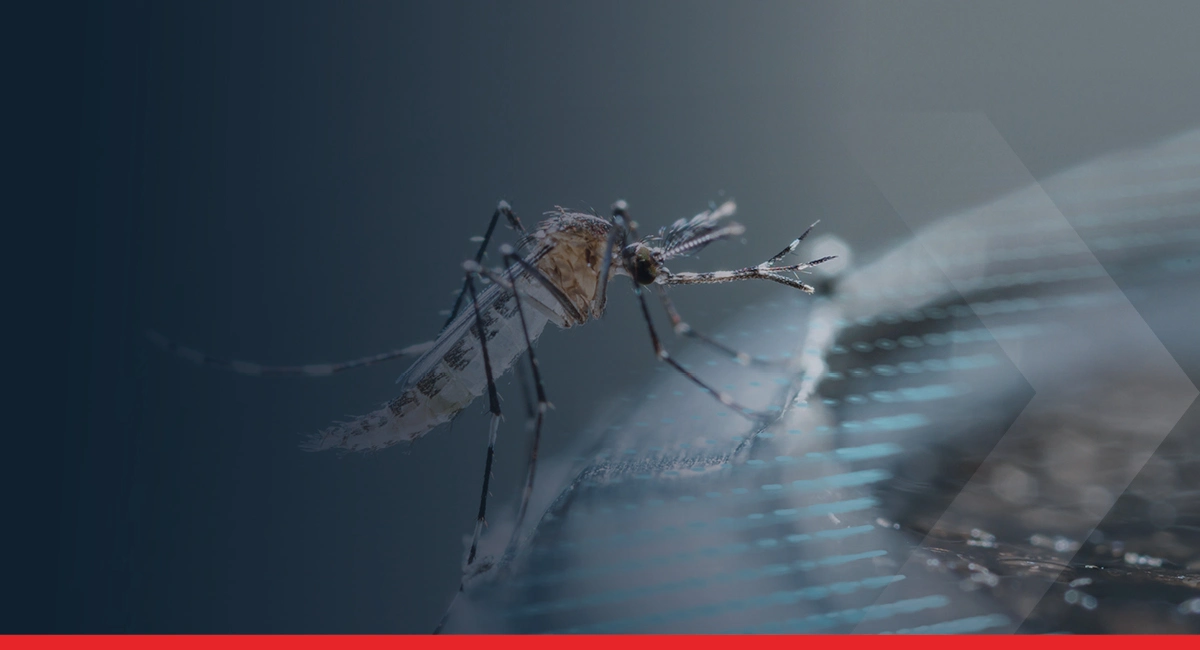 Mosquito up close