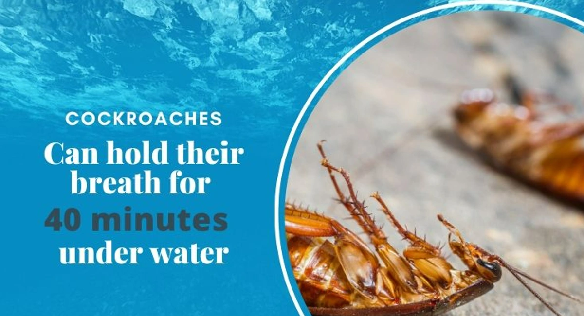 Home Remedies for Cockroach Hold Breath for 40 Minutes