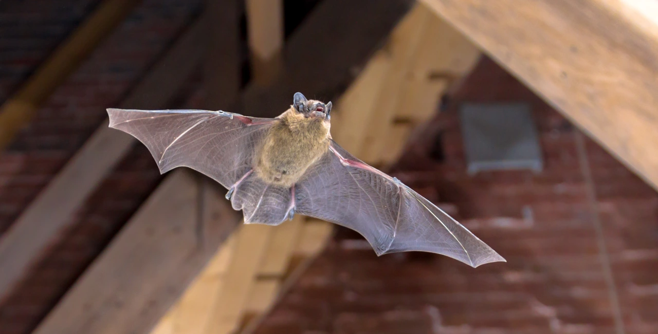 Bat flying in attic