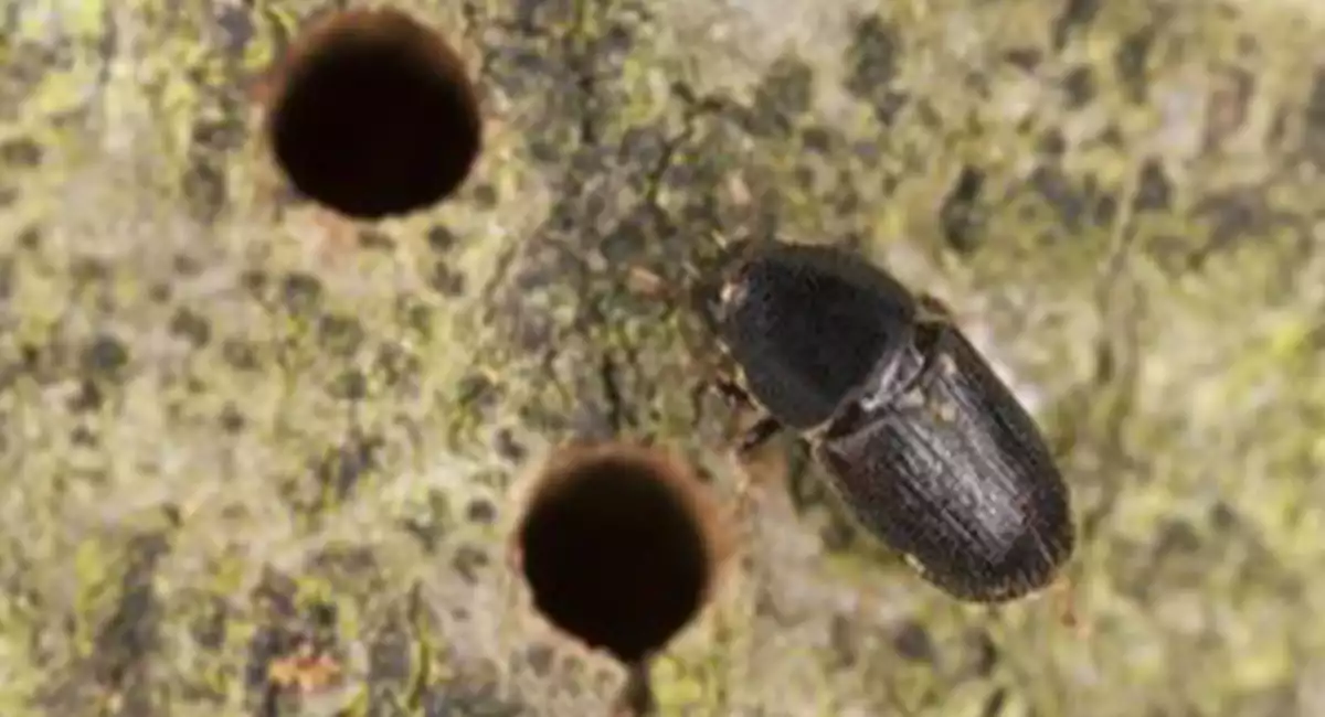 christmas tree pests bark beetle