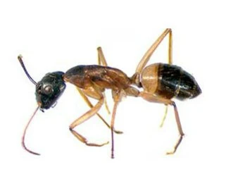 Sugar ant