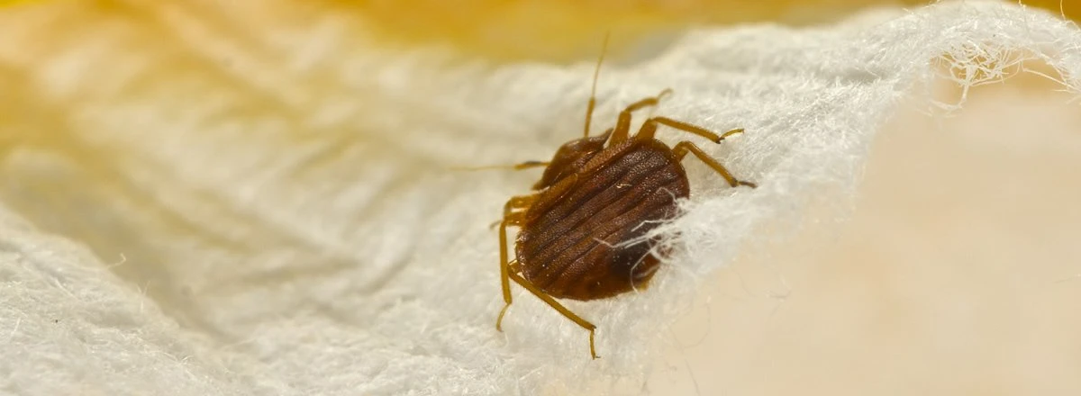 bedbug