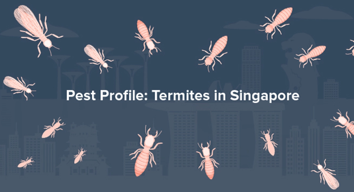 Pest Profile: Termites in Singapore