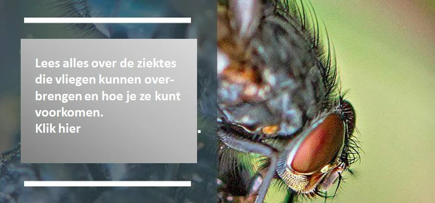 Vliegen proeven met hun poten