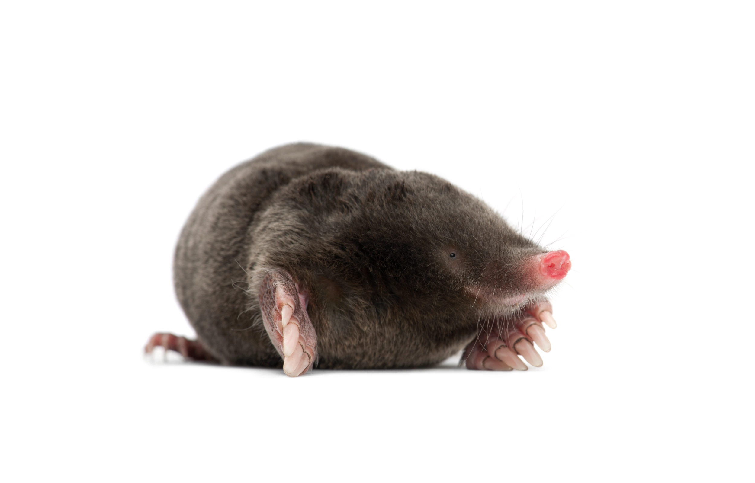 Mole