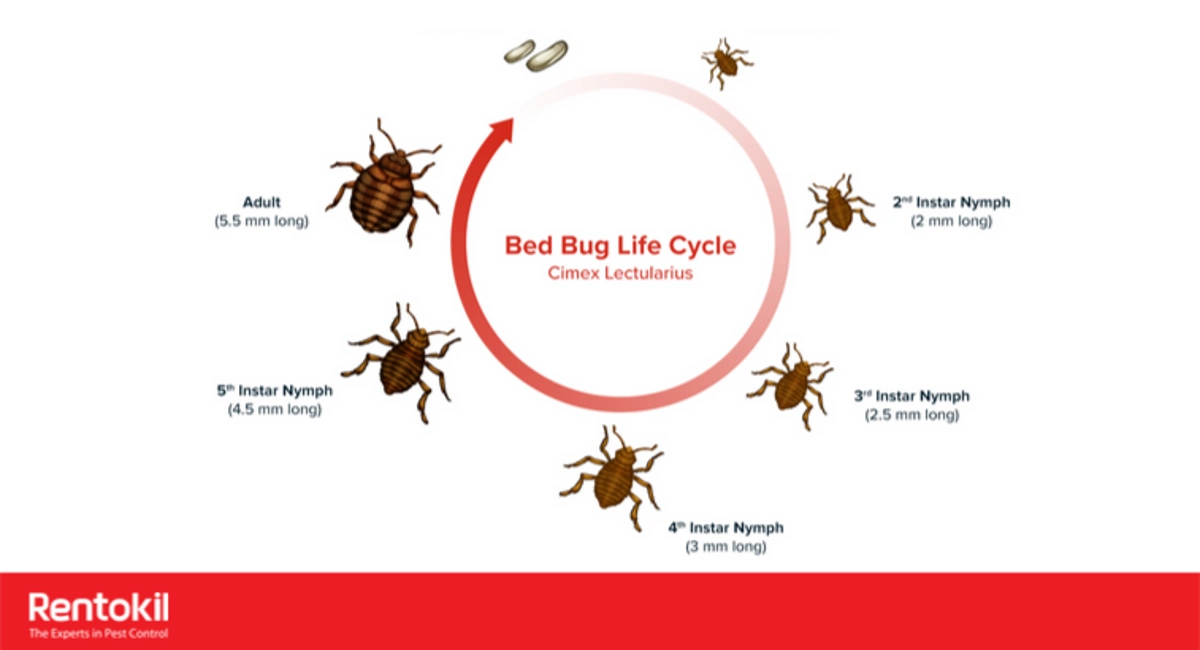 Bed bug lifecycle
