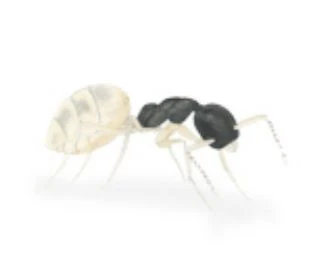 Ghost ant