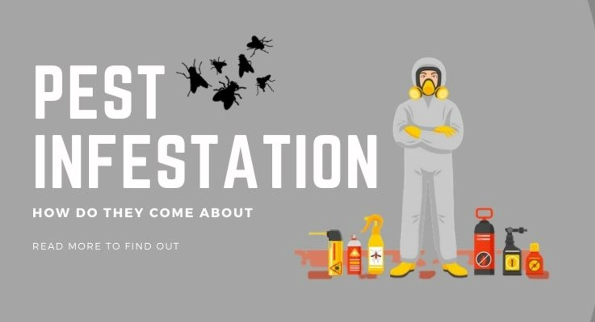 Debugged Blog Seven Pest Bites You Need To Know What Attract Pests