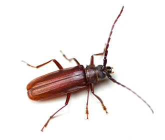 Rusty Grain Beetle