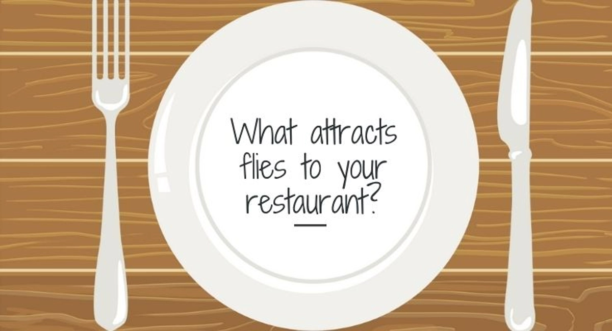 Debugged Blog Ten Questions To Ask About Flies Control What Attracts Flies 