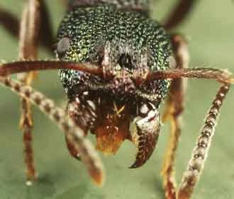 Green ant