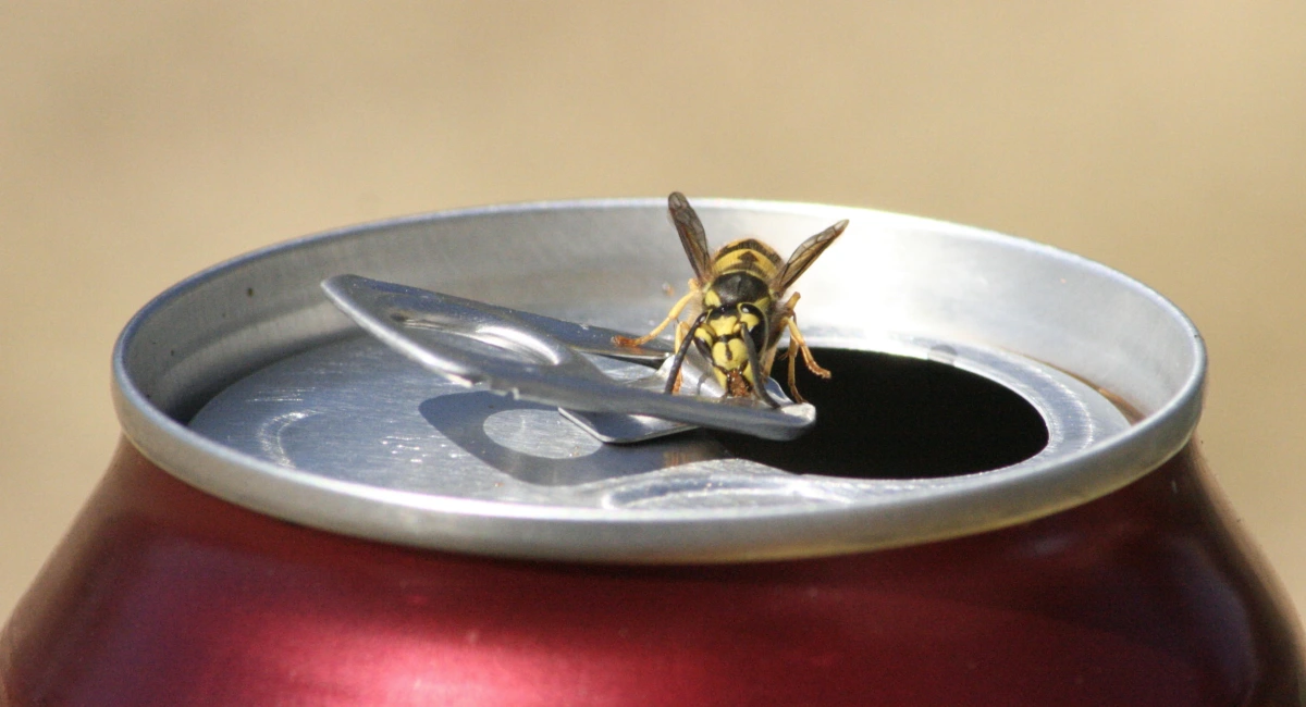 Wasp on can