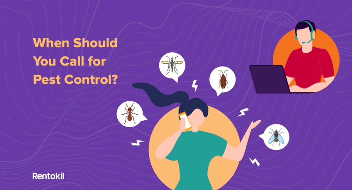 When should you call for pest control
