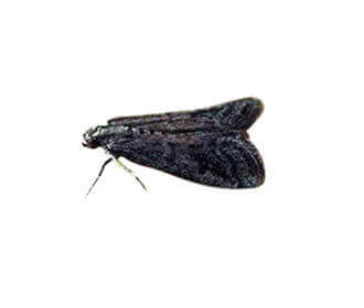 Warehouse Moth